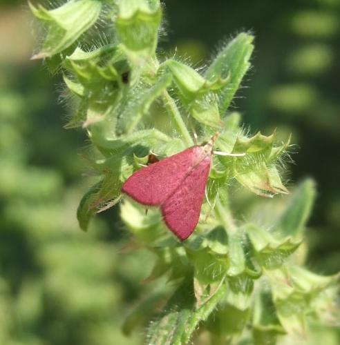 Pyrausta inornatalis